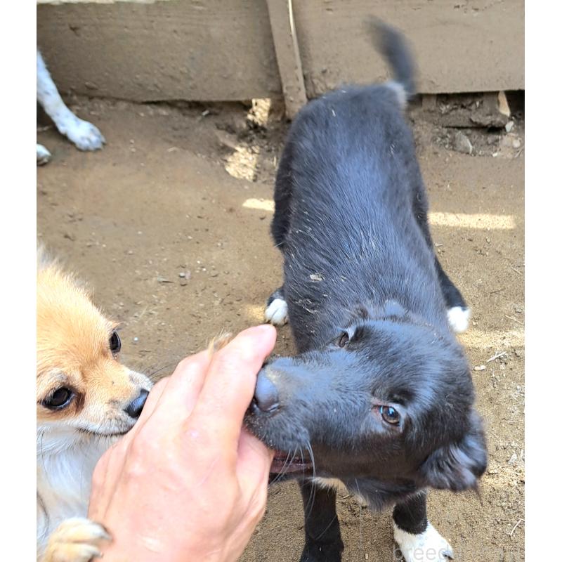 販売中の千葉県のミックス犬-388037の8枚目