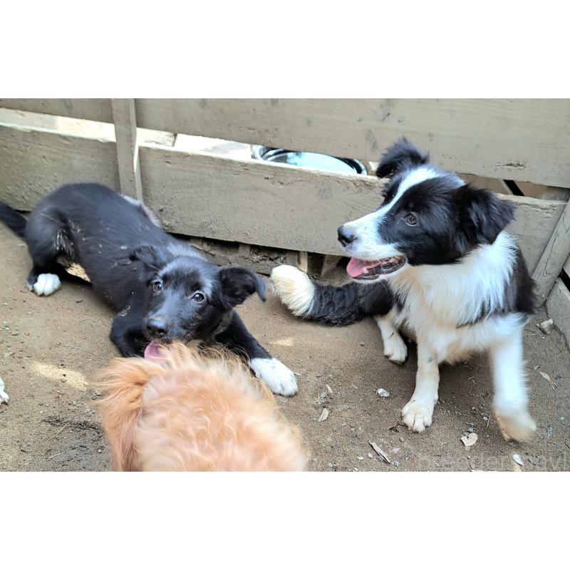 販売中の千葉県のミックス犬-388037の7枚目
