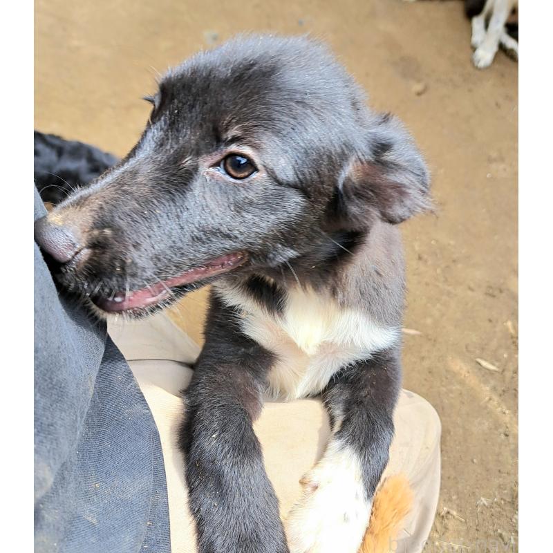 販売中の千葉県のミックス犬-388037の6枚目