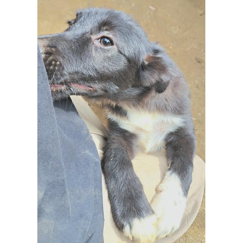 販売中の千葉県のミックス犬-388037の5枚目
