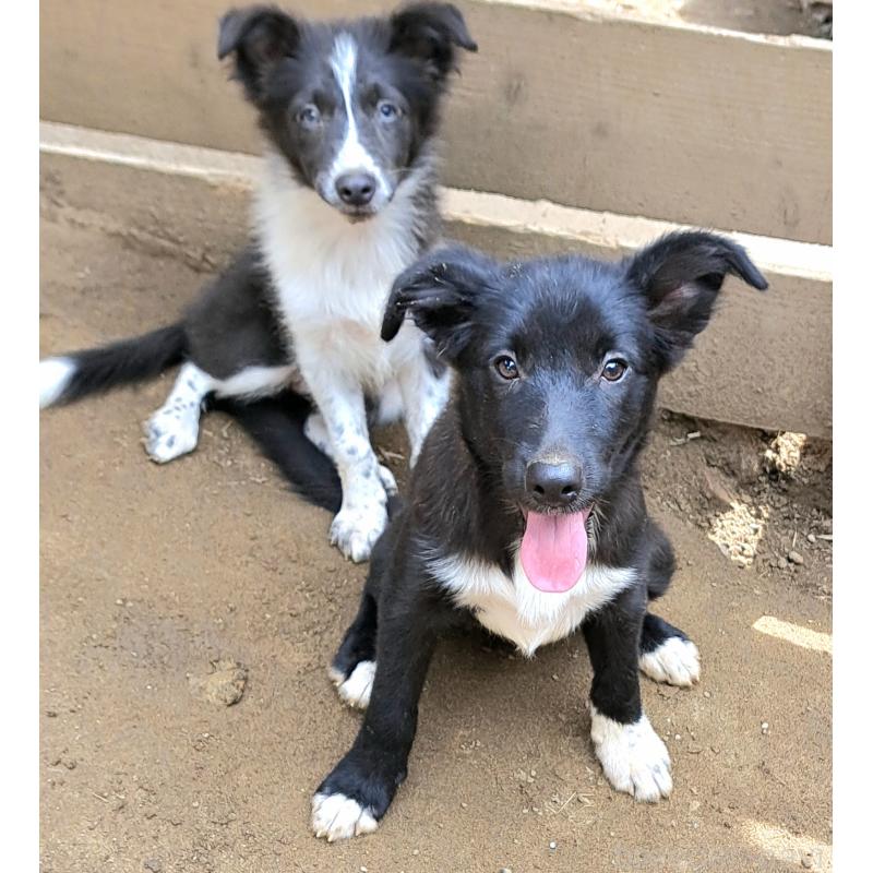 販売中の千葉県のミックス犬-388037の4枚目