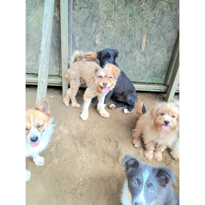 販売中の千葉県のミックス犬-388037の3枚目