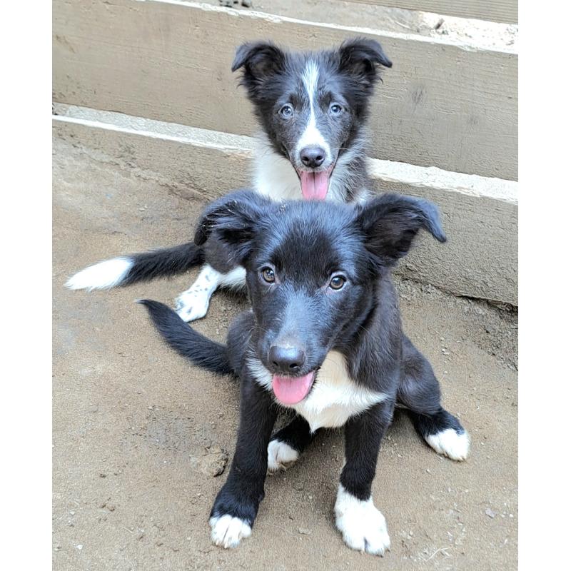 販売中の千葉県のミックス犬-388037の2枚目