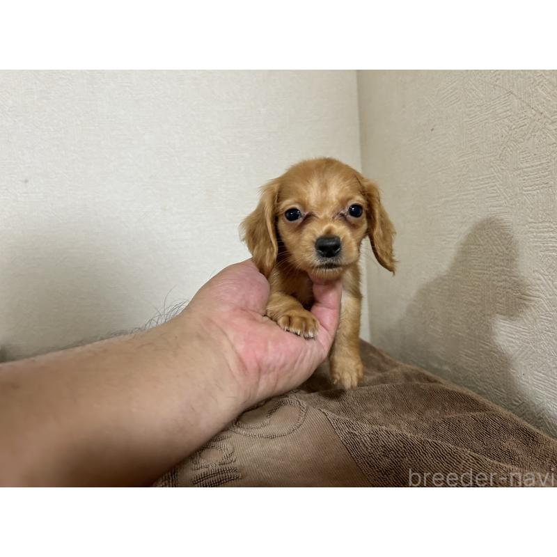 販売中の埼玉県のカニンヘンダックスフンド(ロングヘアード)-401269