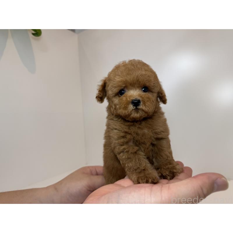 成約済の山口県のティーカッププードル-401890の3枚目