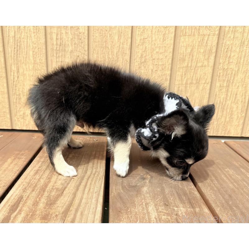 成約済の埼玉県のチワワ(ロングコート)-394312の5枚目