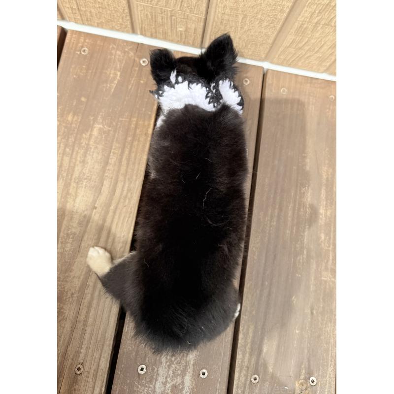 成約済の埼玉県のチワワ(ロングコート)-394312の4枚目