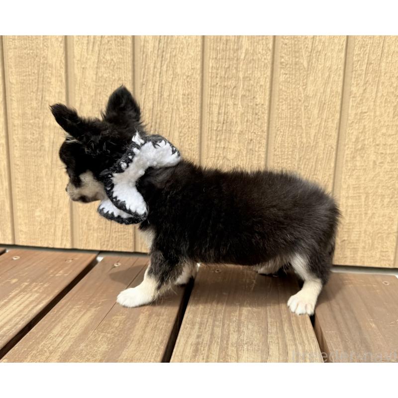 成約済の埼玉県のチワワ(ロングコート)-394312の3枚目