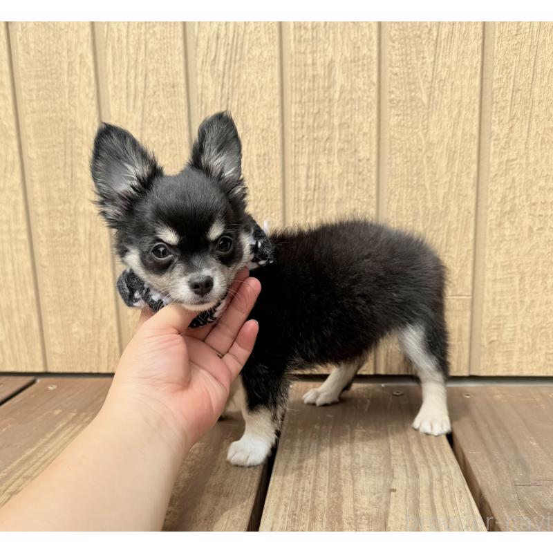 成約済の埼玉県のチワワ(ロングコート)-394312の2枚目