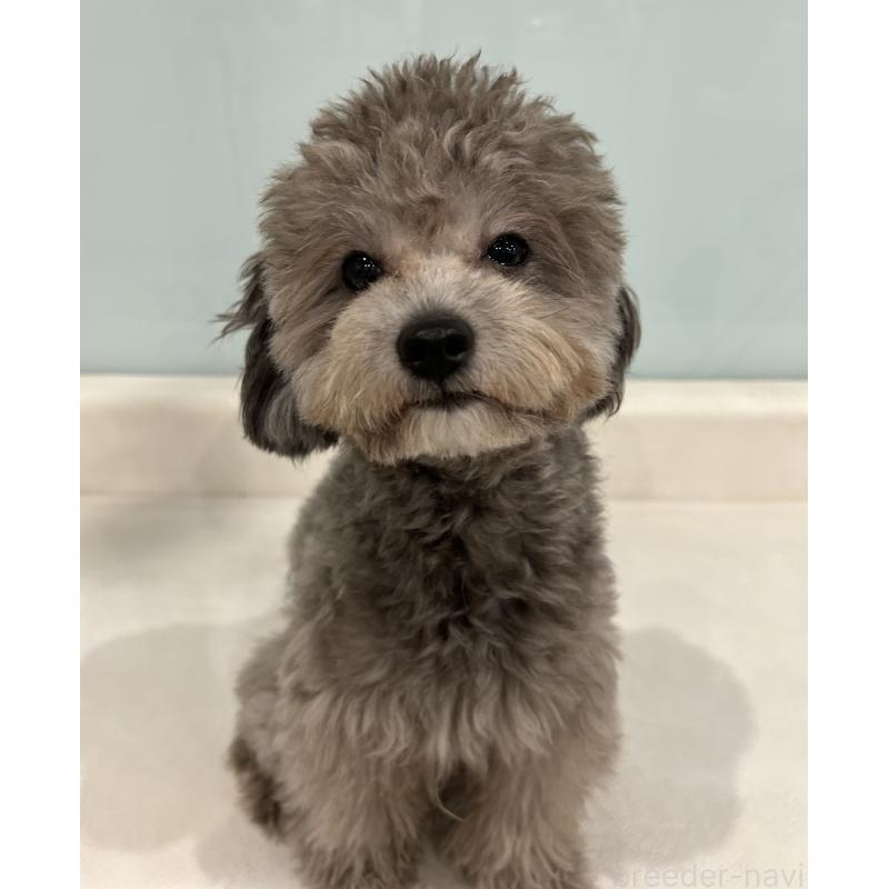 成約済の東京都のミックス犬-397978の6枚目