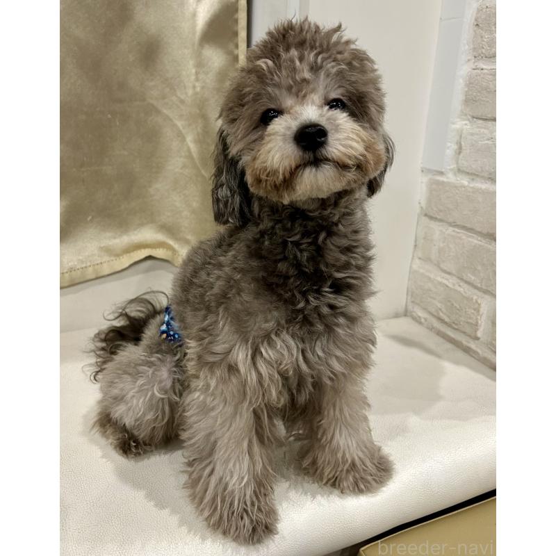 成約済の東京都のミックス犬-397978の5枚目