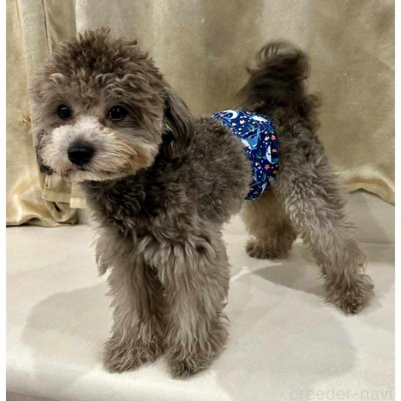 成約済の東京都のミックス犬-397978の4枚目