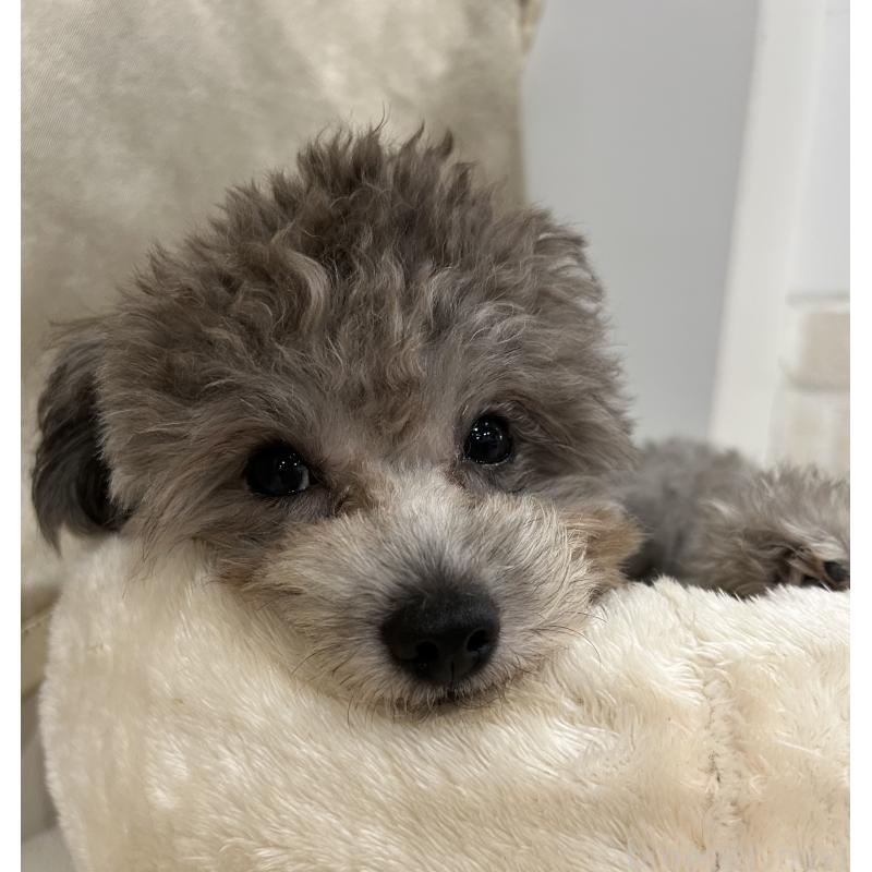 成約済の東京都のミックス犬-397978の2枚目