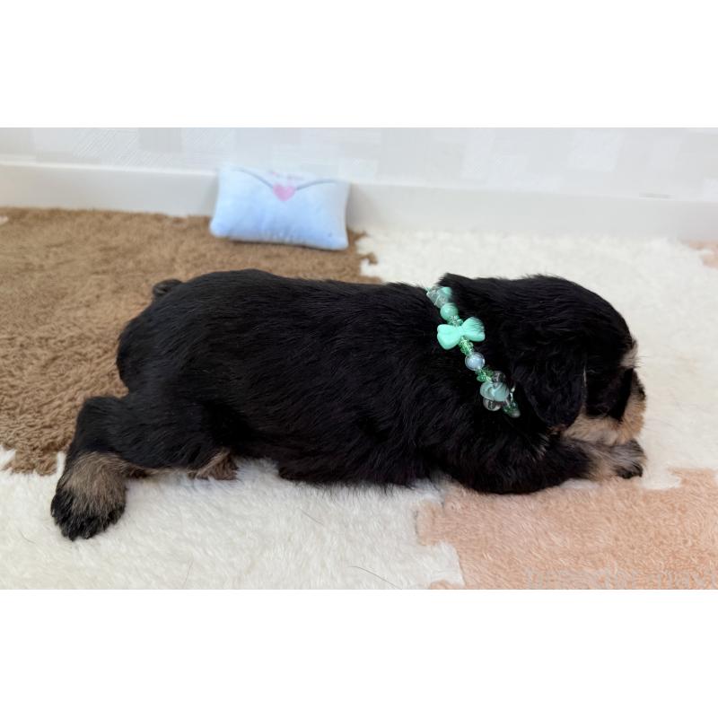 成約済の埼玉県のミニチュアシュナウザー-403966の5枚目