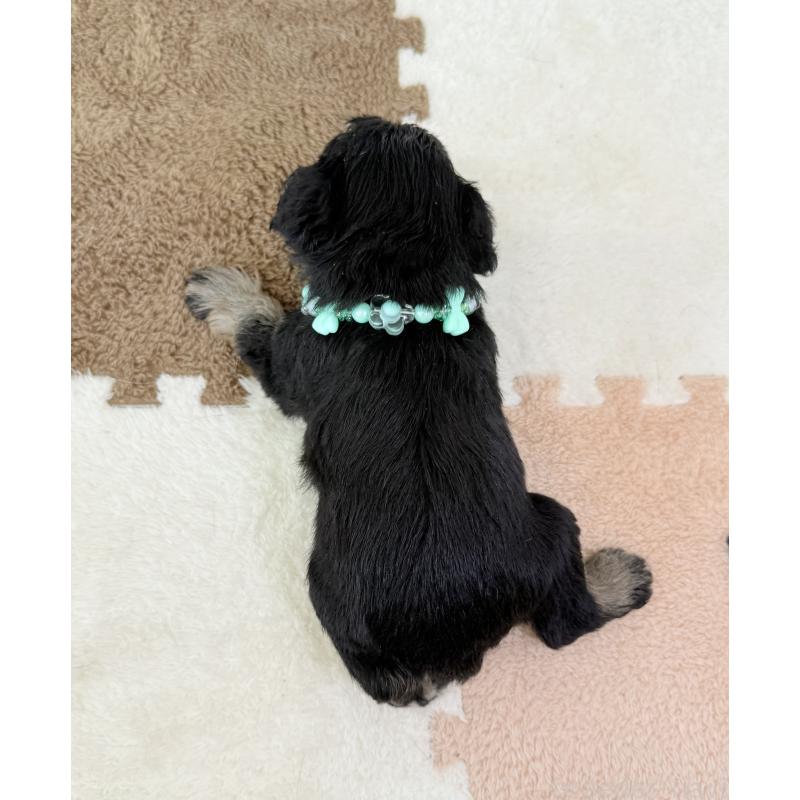 成約済の埼玉県のミニチュアシュナウザー-403966の4枚目