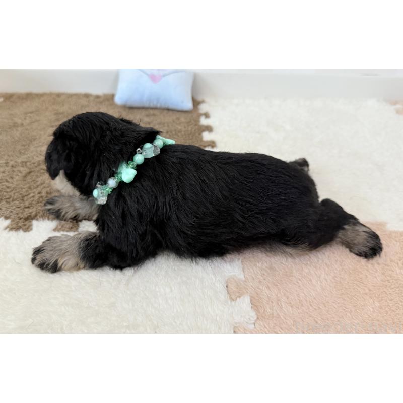 成約済の埼玉県のミニチュアシュナウザー-403966の3枚目