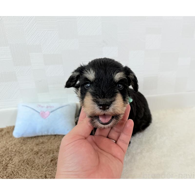 成約済の埼玉県のミニチュアシュナウザー-403966の2枚目