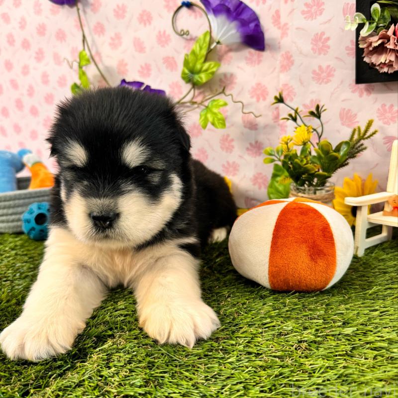 販売中の静岡県のアラスカンマラミュート-405248の13枚目