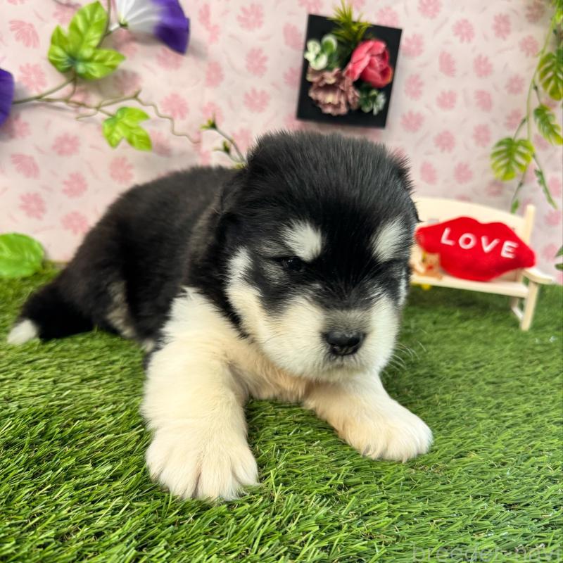 販売中の静岡県のアラスカンマラミュート-405248の6枚目
