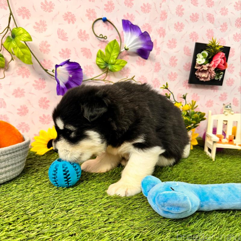 販売中の静岡県のアラスカンマラミュート-405248の4枚目