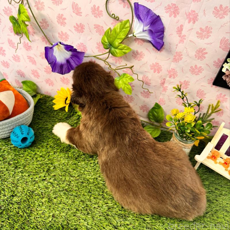 販売中の静岡県のアラスカンマラミュート-405249の8枚目