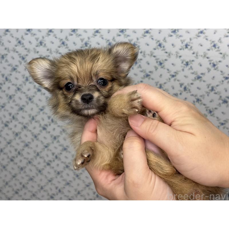 販売中の東京都のポメチワ:ポメラニアン×チワワ-405262の6枚目