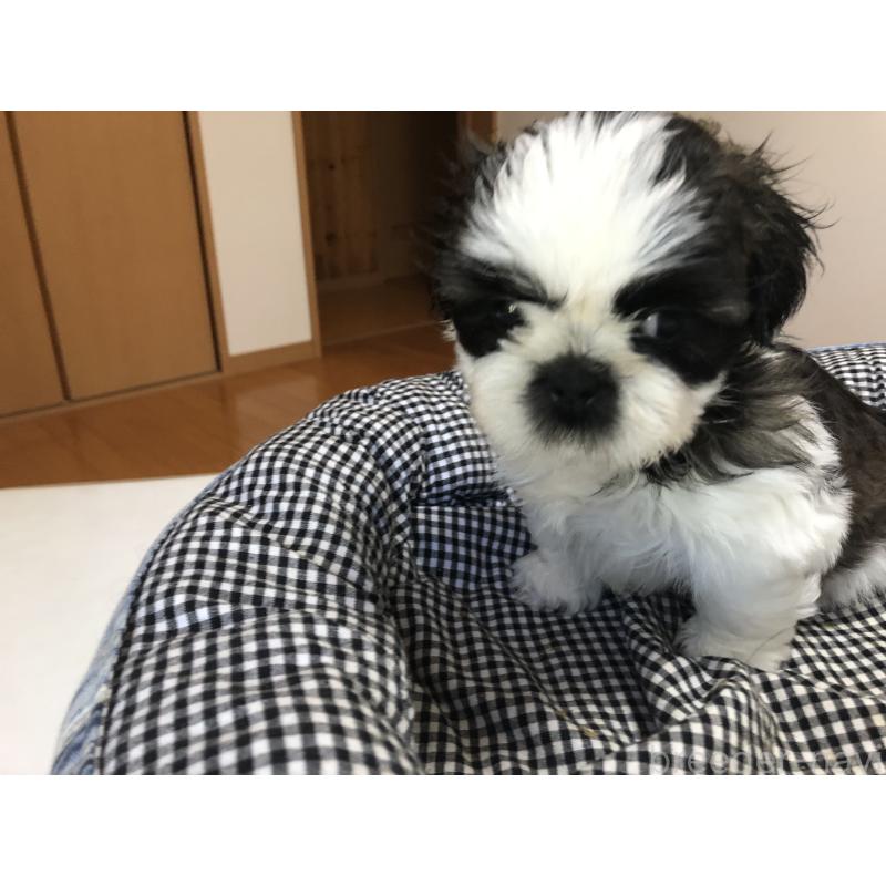 成約済の愛媛県のシーズー-397126の3枚目