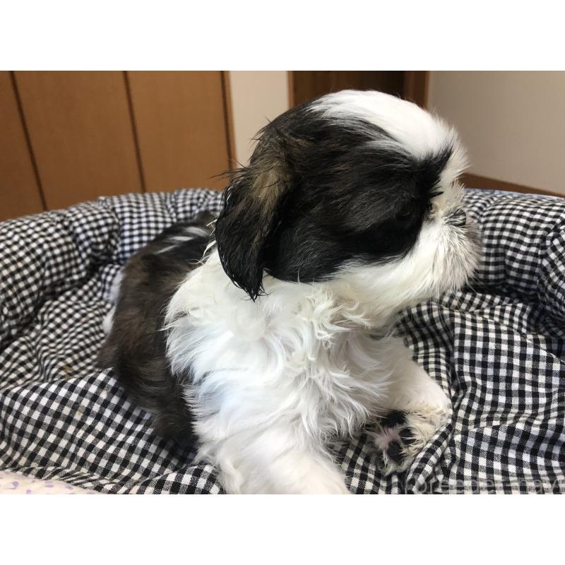 成約済の愛媛県のシーズー-397126の2枚目