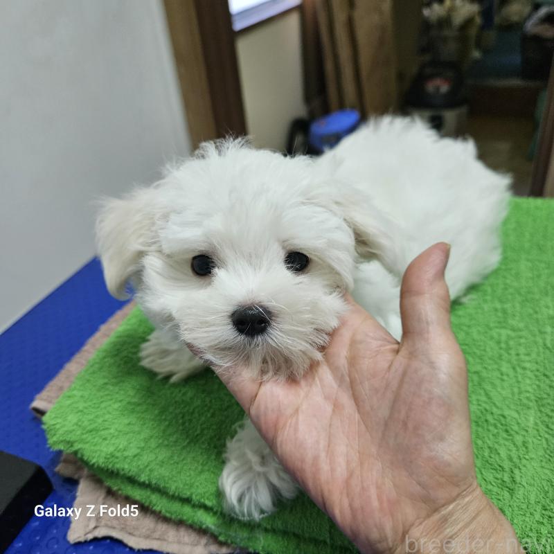 販売中の愛知県のマルチーズ-405174の4枚目