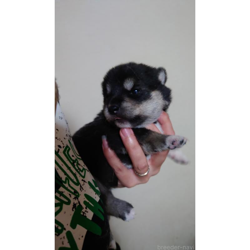 販売中の栃木県の柴犬-405266の2枚目