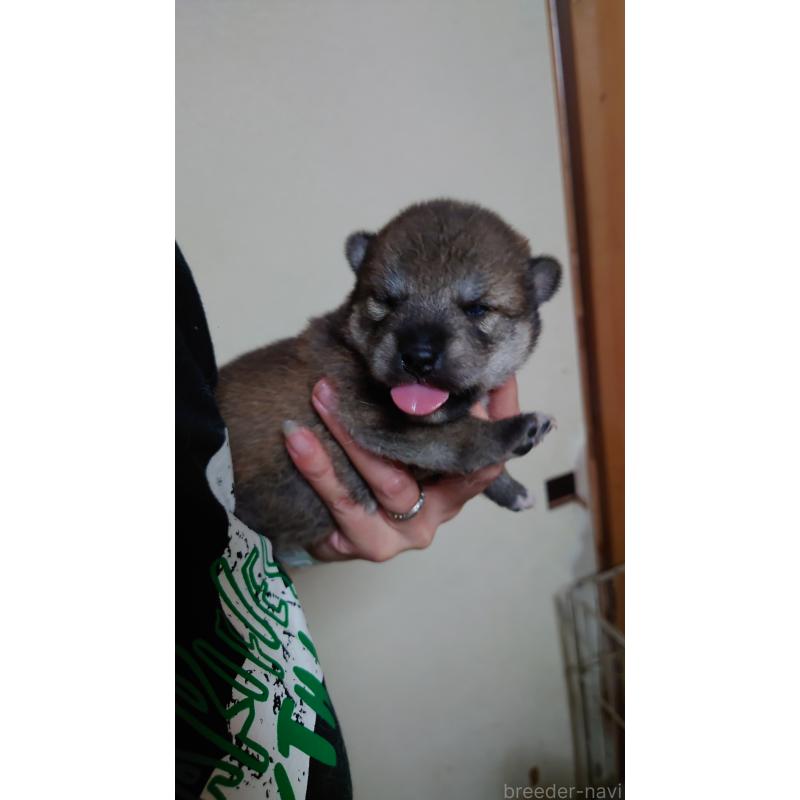商談中の栃木県の柴犬-405267の2枚目