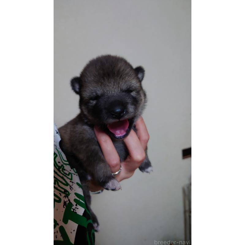 販売中の栃木県の柴犬-405268の2枚目