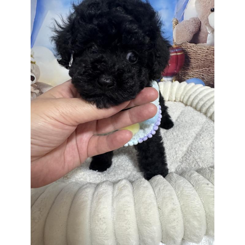 成約済の埼玉県のティーカッププードル-401313の3枚目