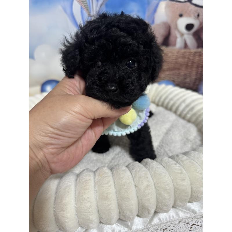 成約済の埼玉県のティーカッププードル-401313の2枚目