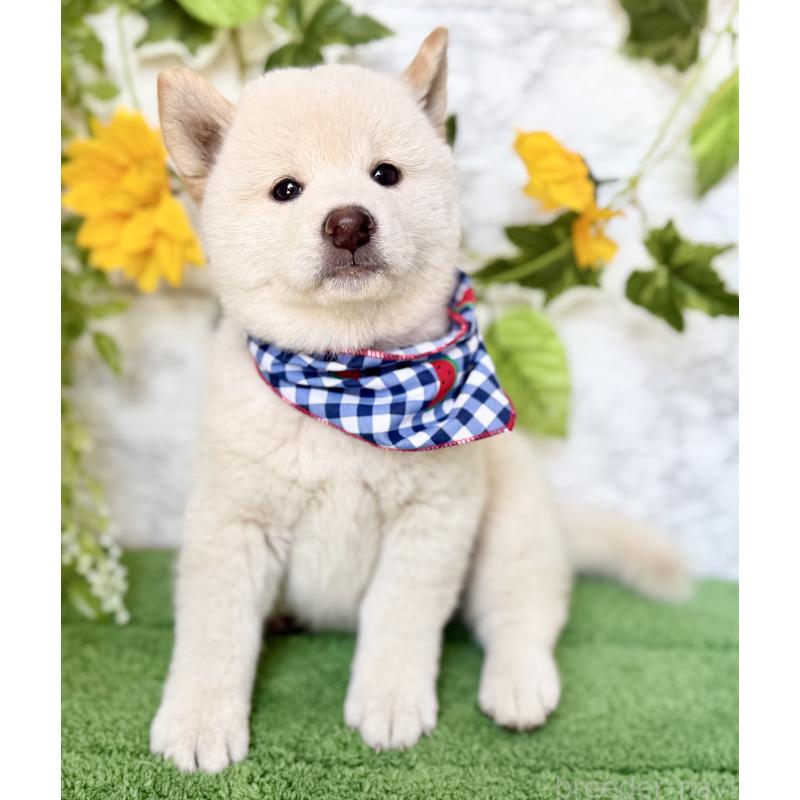 成約済の埼玉県の柴犬-399677の7枚目