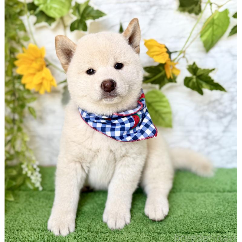成約済の埼玉県の柴犬-399677の6枚目