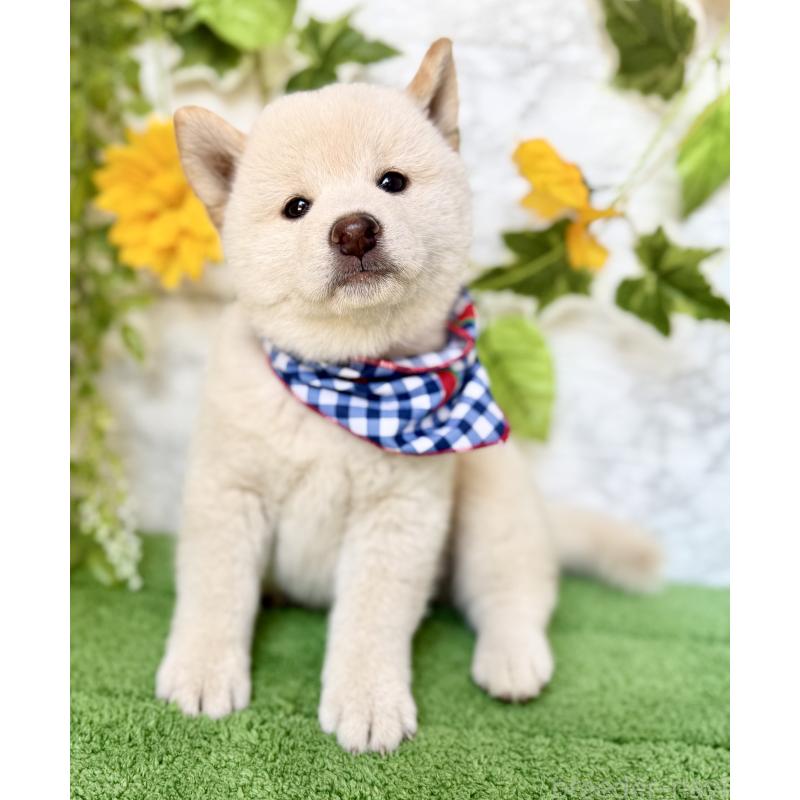 成約済の埼玉県の柴犬-399677の5枚目