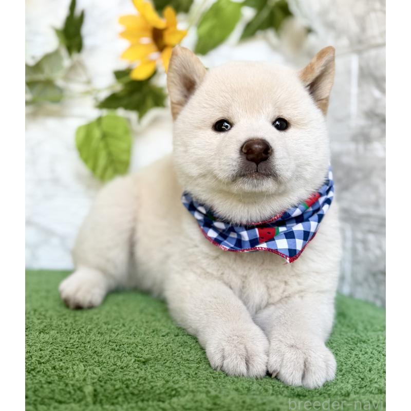 成約済の埼玉県の柴犬-399677の4枚目