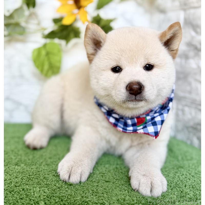 成約済の埼玉県の柴犬-399677の3枚目