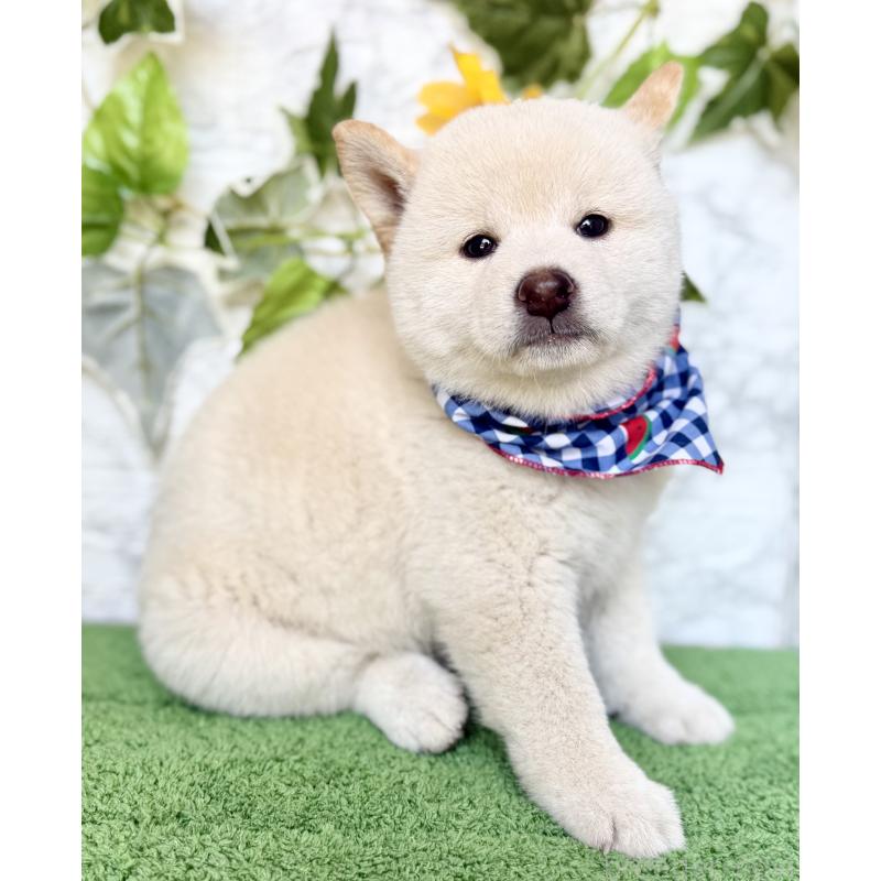 成約済の埼玉県の柴犬-399677の2枚目