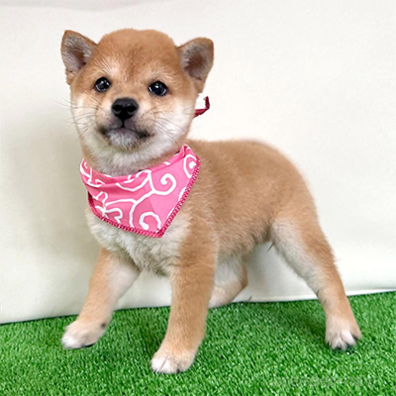 成約済の神奈川県の豆柴-404877の1枚目