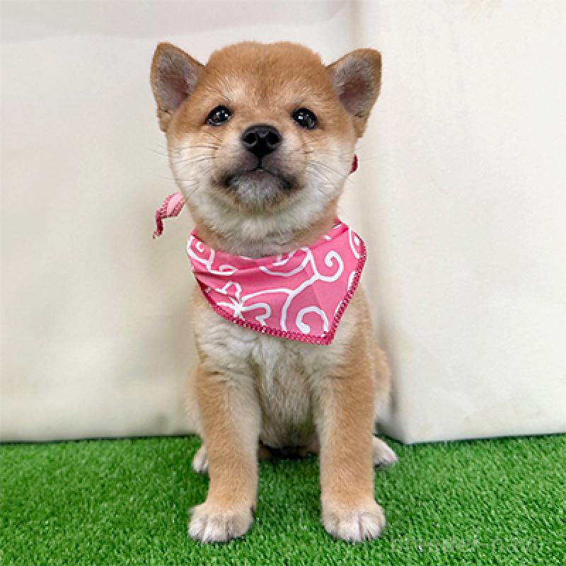 成約済の神奈川県の豆柴-404877の4枚目