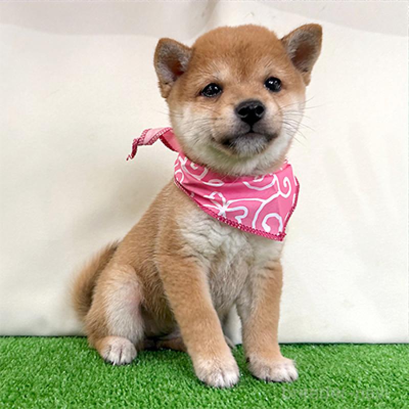 成約済の神奈川県の豆柴-404877の3枚目