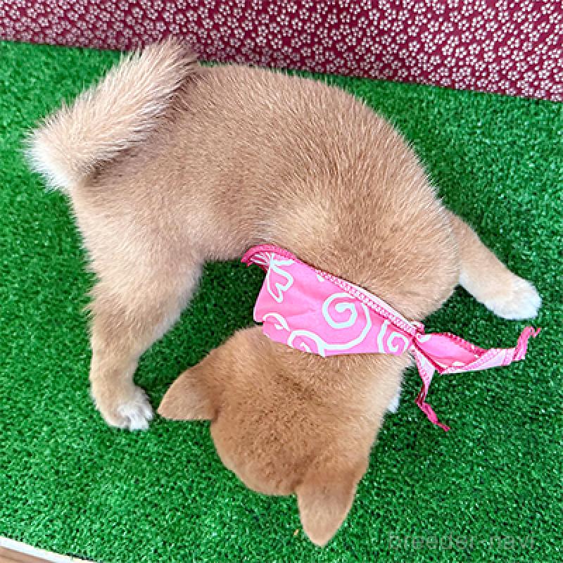 成約済の神奈川県の豆柴-404877の2枚目