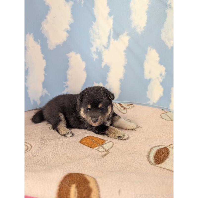 商談中の静岡県の柴犬-400157の3枚目