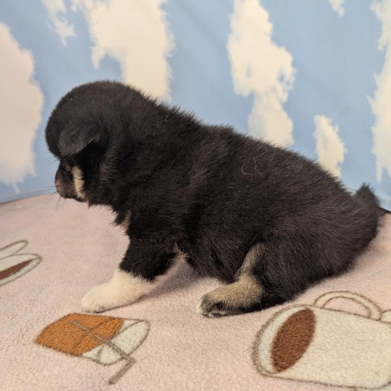 商談中の静岡県の柴犬-400157の2枚目