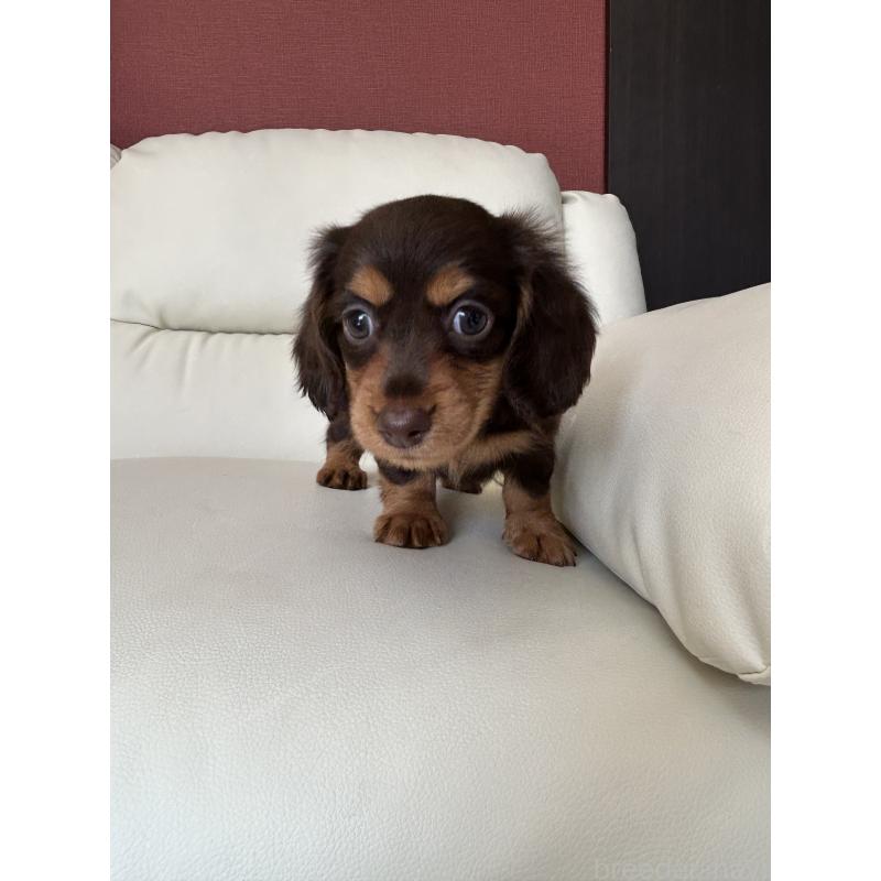 成約済の滋賀県のミニチュアダックスフンド(ロングヘアード)-404471の8枚目