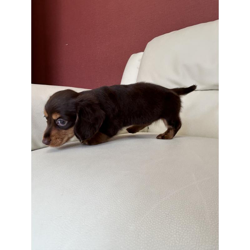 成約済の滋賀県のミニチュアダックスフンド(ロングヘアード)-404471の7枚目