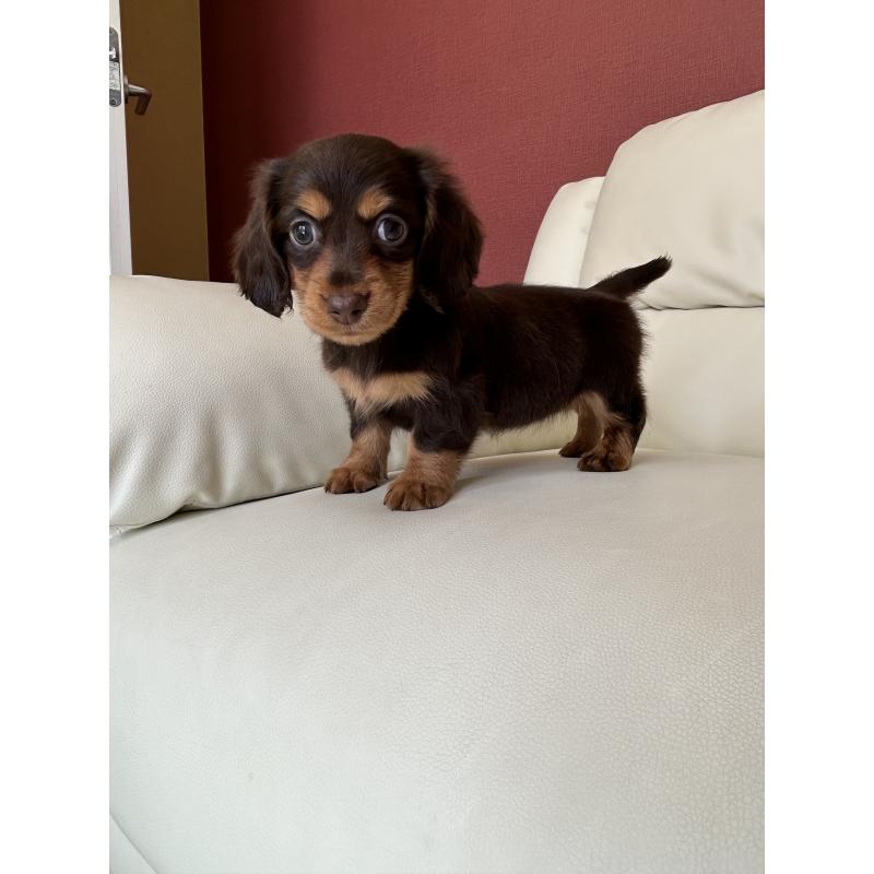 成約済の滋賀県のミニチュアダックスフンド(ロングヘアード)-404471の6枚目