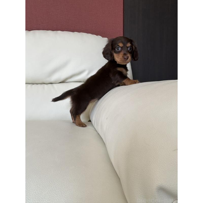 成約済の滋賀県のミニチュアダックスフンド(ロングヘアード)-404471の5枚目
